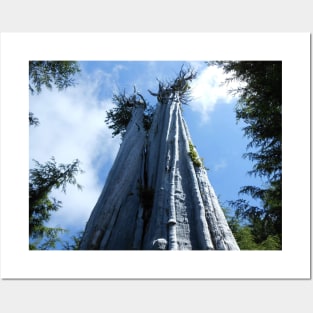 Big Cedar Tree Nature Photography Pacific Northwest Posters and Art